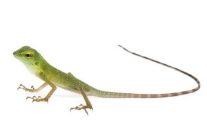 Bronchocela cristatella, juvénile